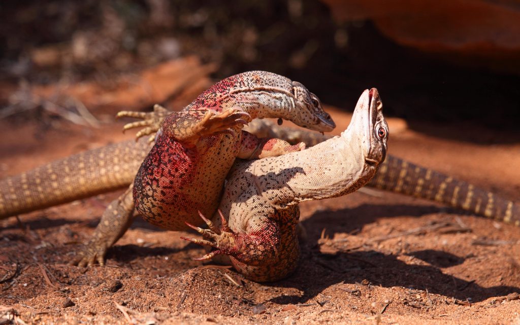 Alice Springs Reptile Center